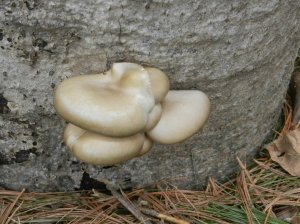 ruffled, layered oyster mushrooms May 3, 2013